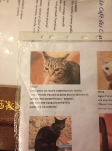 Some of the kitty bios.